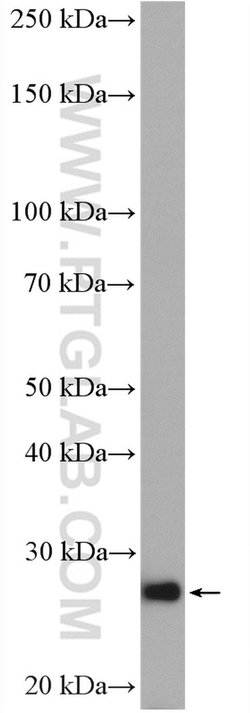 RAB33B Rabbit anti-Human, Polyclonal, Proteintech 150 μL; Unconjugated:Antibodies,