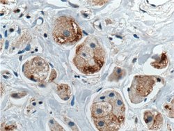 DVL1 Rabbit anti-Human, Mouse, Polyclonal, Proteintech 150 &mu;L; Unconjugated:Antibodies,