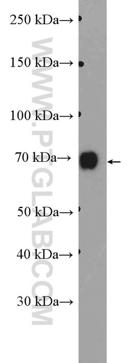DVL1 Rabbit anti-Human, Mouse, Polyclonal, Proteintech 150 &mu;L; Unconjugated:Antibodies,