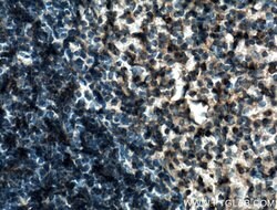 TSEPA Rabbit anti-Human, Mouse, Polyclonal, Proteintech 150 &mu;L; Unconjugated:Antibodies,