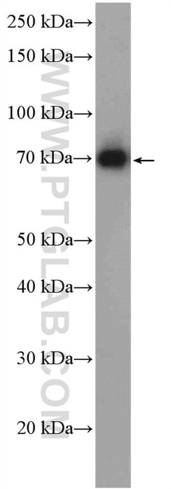 TSEPA Rabbit anti-Human, Mouse, Polyclonal, Proteintech 150 &mu;L; Unconjugated:Antibodies,