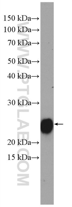 RRAS Rabbit anti-Human, Polyclonal, Proteintech 20 &mu;L; Unconjugated:Antibodies,