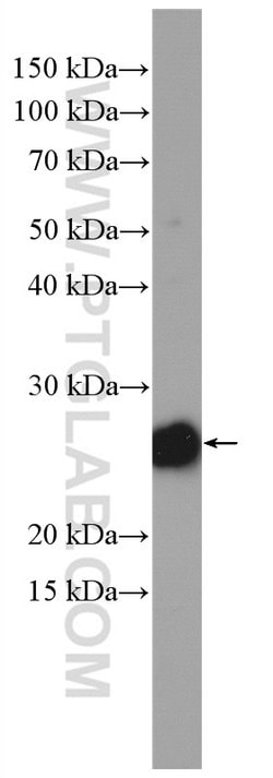 RRAS Rabbit anti-Human, Polyclonal, Proteintech 20 &mu;L; Unconjugated:Antibodies,