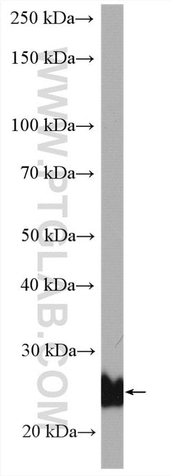 RRAS Rabbit anti-Human, Polyclonal, Proteintech 20 &mu;L; Unconjugated:Antibodies,