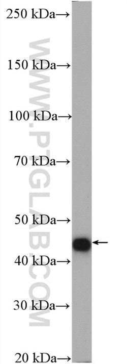ATG4A Rabbit anti-Human, Mouse, Polyclonal, Proteintech:Antibodies:Primary