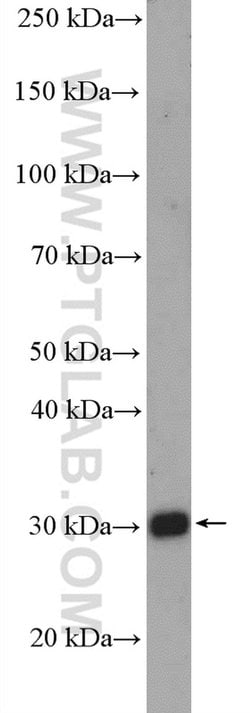 PEX26 Rabbit anti-Human, Polyclonal, Proteintech:Antibodies:Primary Antibodies