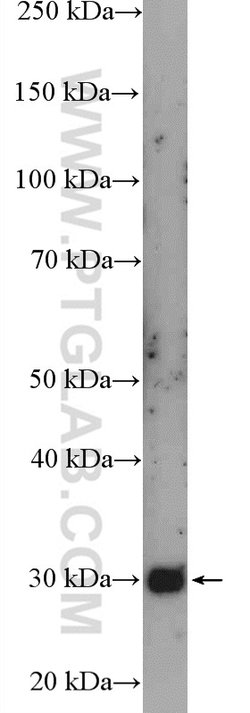 PEX26 Rabbit anti-Human, Polyclonal, Proteintech:Antibodies:Primary Antibodies