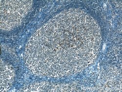 PDXP Rabbit anti-Human, Mouse, Polyclonal, Proteintech 150 &mu;L; Unconjugated:Antibodies,