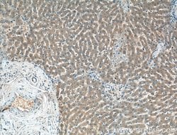 PDXP Rabbit anti-Human, Mouse, Polyclonal, Proteintech 150 &mu;L; Unconjugated:Antibodies,