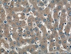 PDXP Rabbit anti-Human, Mouse, Polyclonal, Proteintech 150 &mu;L; Unconjugated:Antibodies,