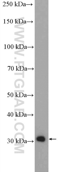 PDXP Rabbit anti-Human, Mouse, Polyclonal, Proteintech 150 &mu;L; Unconjugated:Antibodies,