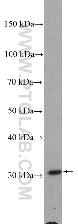 PDXP Rabbit anti-Human, Mouse, Polyclonal, Proteintech 150 &mu;L; Unconjugated:Antibodies,