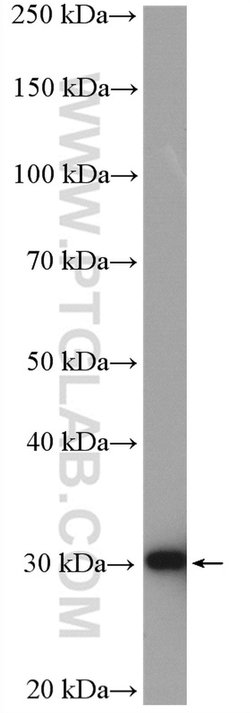 PDXP Rabbit anti-Human, Mouse, Polyclonal, Proteintech 150 &mu;L; Unconjugated:Antibodies,