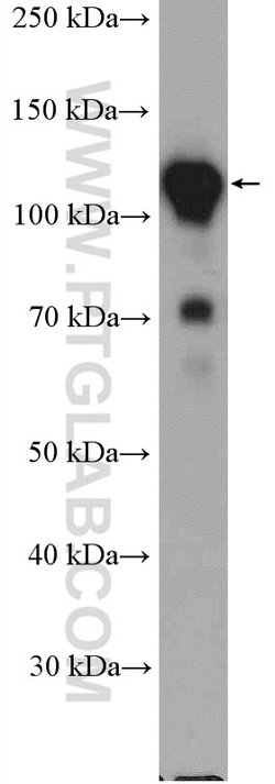 GTF3C2 Rabbit anti-Human, Polyclonal, Proteintech 150 &mu;L; Unconjugated:Antibodies,