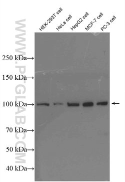 GTF3C2 Rabbit anti-Human, Polyclonal, Proteintech 150 &mu;L; Unconjugated:Antibodies,