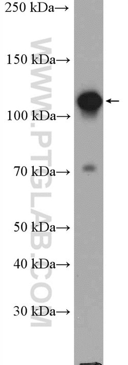 GTF3C2 Rabbit anti-Human, Polyclonal, Proteintech 150 &mu;L; Unconjugated:Antibodies,