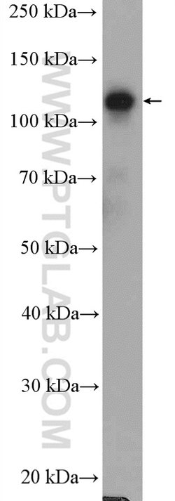GTF3C2 Rabbit anti-Human, Polyclonal, Proteintech 150 &mu;L; Unconjugated:Antibodies,