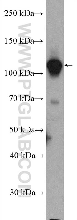 GTF3C2 Rabbit anti-Human, Polyclonal, Proteintech 150 &mu;L; Unconjugated:Antibodies,