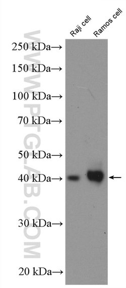 CD48 Rabbit anti-Human, Polyclonal, Proteintech
