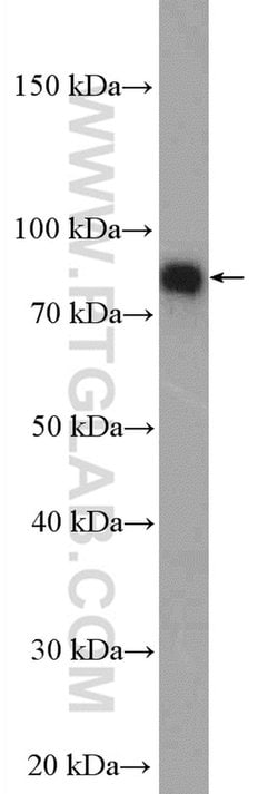 SUN2 Rabbit anti-Human, Mouse, Polyclonal, Proteintech:Anticorps:Anticorps