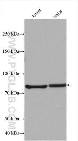 SUN2 Rabbit anti-Human, Mouse, Polyclonal, Proteintech:Anticorps:Anticorps