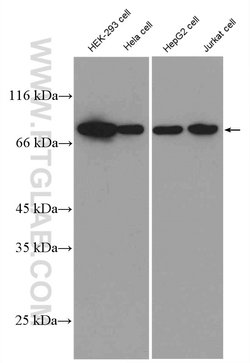 Alpha taxilin Rabbit anti-Human, Polyclonal, Proteintech 150 &mu;L; Unconjugated:Antibodies,