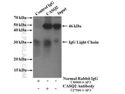 Calsequestrin 2 Rabbit anti-Human, Mouse, Polyclonal, Proteintech 20 &mu;L;