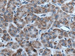 RACK1/GNB2L1 Rabbit anti-Human, Mouse, Rat, Polyclonal, Proteintech 150