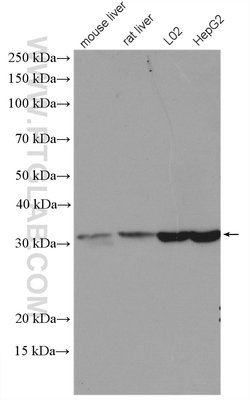RACK1/GNB2L1 Rabbit anti-Human, Mouse, Rat, Polyclonal, Proteintech 150