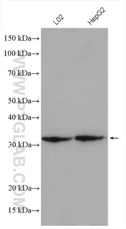 RACK1/GNB2L1 Rabbit anti-Human, Mouse, Rat, Polyclonal, Proteintech 150