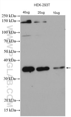 C21orf2 Rabbit anti-Human, Polyclonal, Proteintech 150 &mu;L; Unconjugated:Antibodies,