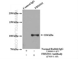FBXO11 Rabbit anti-Human, Polyclonal, Proteintech:Antibodies:Primary Antibodies