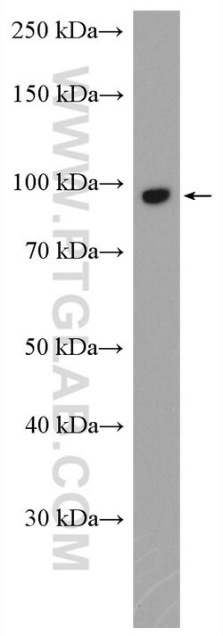 FBXO11 Rabbit anti-Human, Polyclonal, Proteintech:Antibodies:Primary Antibodies