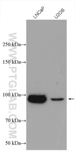 Proteintech FBXO11 Rabbit anti-Human, Polyclonal, Proteintech