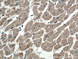WDR8 Rabbit anti-Human, Polyclonal, Proteintech 20 &mu;L; Unconjugated:Antibodies,