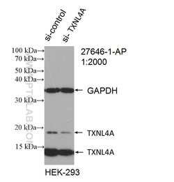 TXNL4A Rabbit anti-Human, Polyclonal, Proteintech 150 &mu;L; Unconjugated:Antibodies,