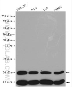 TXNL4A Rabbit anti-Human, Polyclonal, Proteintech 150 &mu;L; Unconjugated:Antibodies,