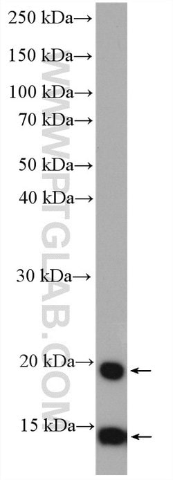 TXNL4A Rabbit anti-Human, Polyclonal, Proteintech 150 &mu;L; Unconjugated:Antibodies,