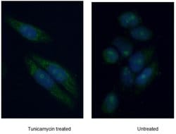 HIF3A Rabbit anti-Human, Polyclonal, Proteintech 150 &mu;L; Unconjugated:Antibodies,