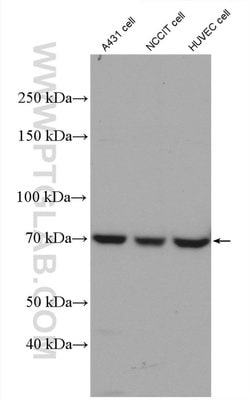 HIF3A Rabbit anti-Human, Polyclonal, Proteintech 150 &mu;L; Unconjugated:Antibodies,
