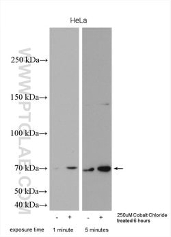 HIF3A Rabbit anti-Human, Polyclonal, Proteintech 150 &mu;L; Unconjugated:Antibodies,