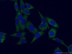 EIF3A Rabbit anti-Human, Polyclonal, Proteintech 150 &mu;L; Unconjugated:Antibodies,