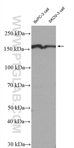 EIF3A Rabbit anti-Human, Polyclonal, Proteintech 150 &mu;L; Unconjugated:Antibodies,