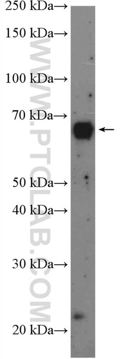 RCOR1 Rabbit anti-Human, Rat, Polyclonal, Proteintech 150 &mu;L; Unconjugated:Antibodies,