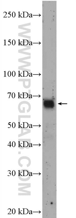 RCOR1 Rabbit anti-Human, Rat, Polyclonal, Proteintech 150 &mu;L; Unconjugated:Antibodies,