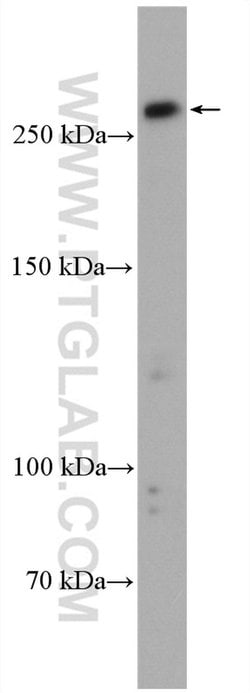 PRDM2 Rabbit anti-Human, Polyclonal, Proteintech 150 &mu;L | Buy Online | Proteintech Group Inc | Fisher Scientific