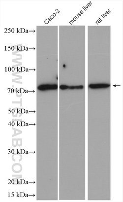 ABCG5 Rabbit anti-Human, Mouse, Rat, Polyclonal, Proteintech:Antibodies:Primary