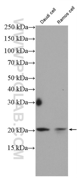 TNFRSF17 Rabbit anti-Human, Polyclonal, Proteintech:  