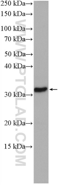 ECHDC1 Rabbit anti-Human, Mouse, Rat, Polyclonal, Proteintech:Antibodies:Primary
