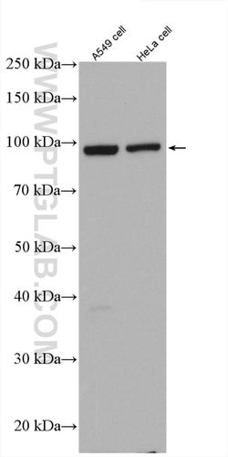 FAM91A1 Rabbit anti-Human, Polyclonal, Proteintech:Antibodies:Primary Antibodies